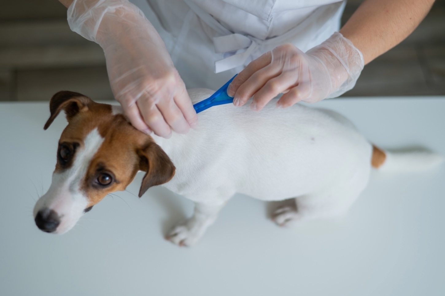 Veterinario realizando desparasitación a mascota